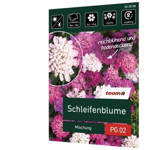 Schleifenblume 'Mischung'