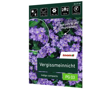 Vergissmeinnicht 'Indigo compacto'