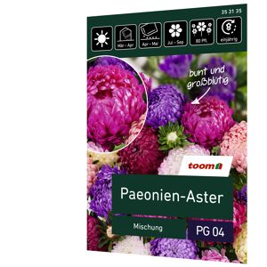 Paeonien-Aster 'Mischung'