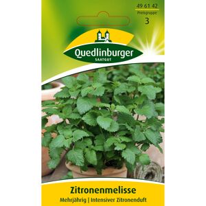 Zitronenmelisse mehrjährig