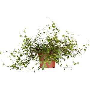Neuseeländischer Drahtwein 11 cm Topf