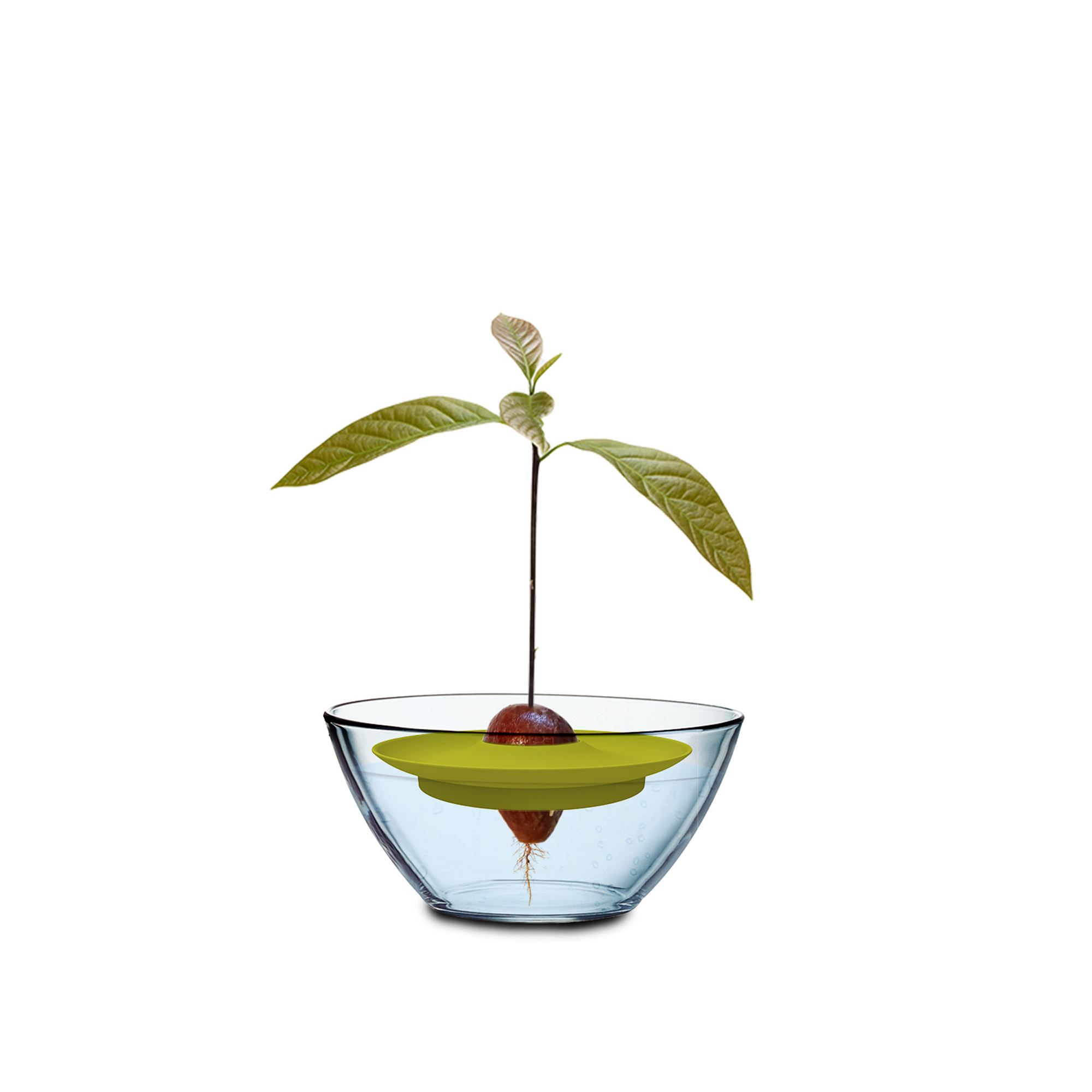 Anzuchthilfe Avocado Kit grün Ø 15 cm