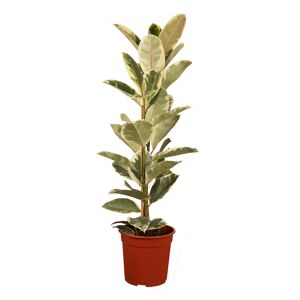 Gummibaum verschiedene Sorten 17 cm Topf