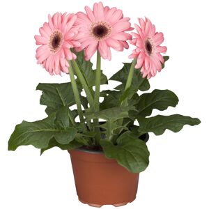 Gerbera rosa, 12 cm Topf