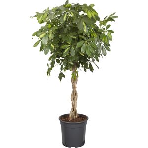 Strahlenaralie verschiedene Sorten 19 cm Topf