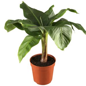 Banane 'Tropicana' 12 cm Topf