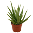 Aloe vera 12 cm Topf