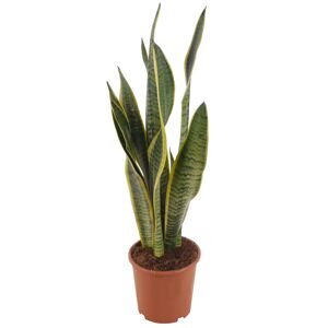 Bogenhanf 'Laurentii' gelb/gestreift 17 cm Topf