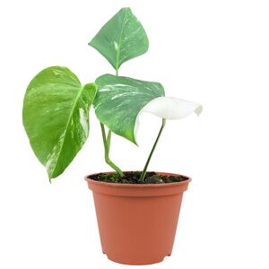 Monstera 'Variegata' 17 cm Topf