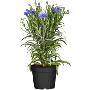 Staude verschiedene Sorten 13 cm Topf