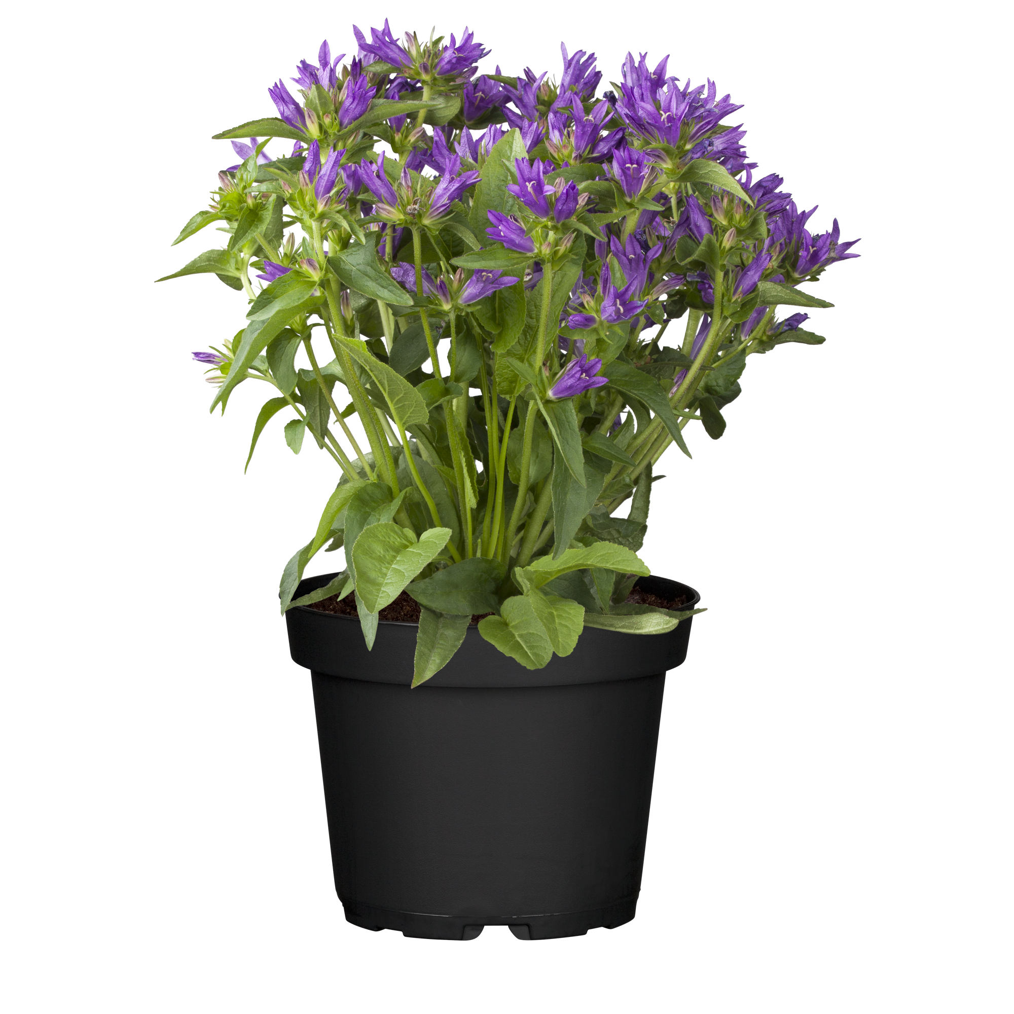 Staude verschiedene Sorten 13 cm Topf