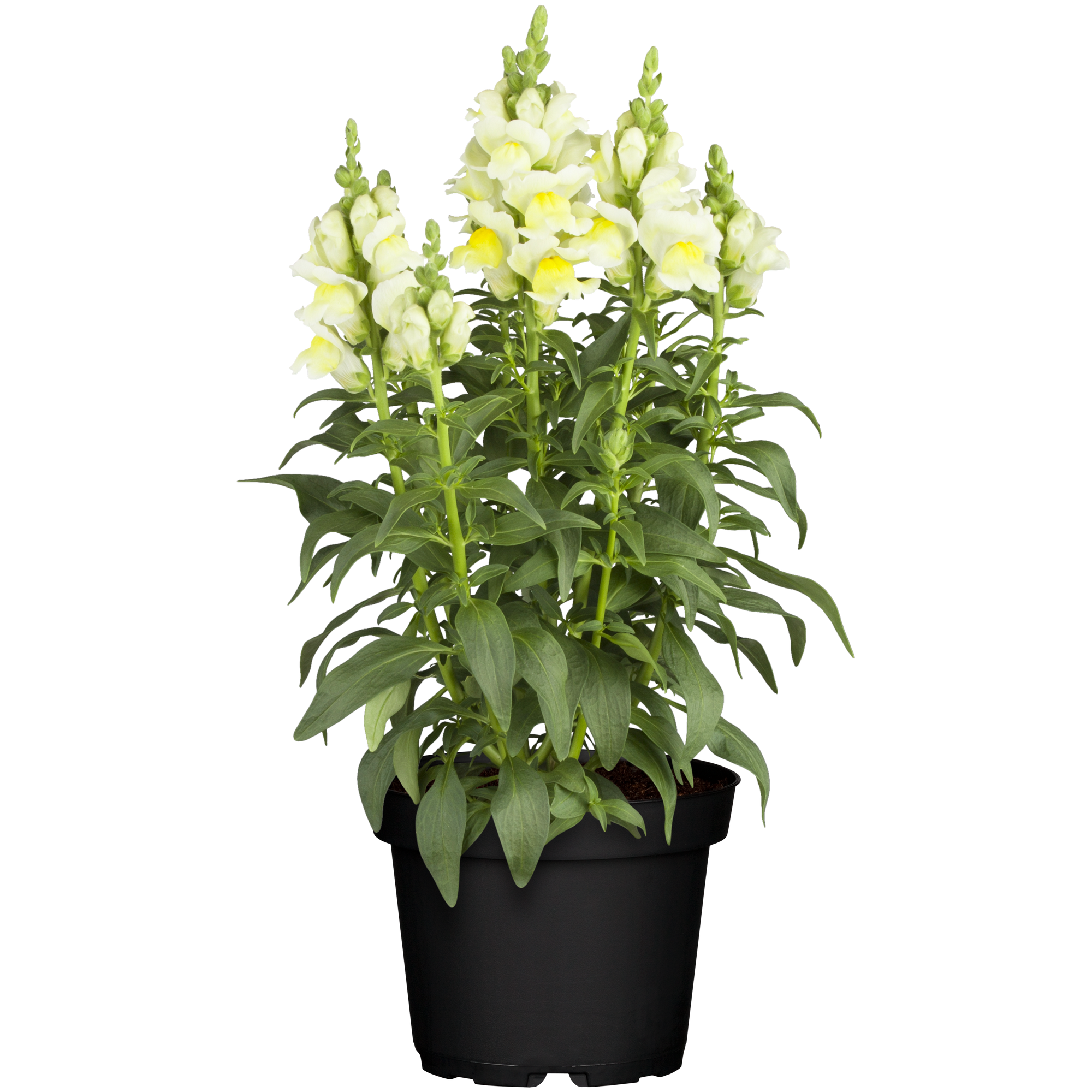 Staude verschiedene Sorten 13 cm Topf