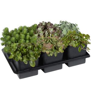 Fetthenne Farbmix im 6er-Tray