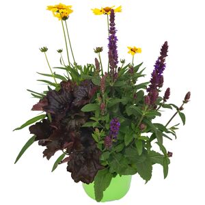 Herbststauden-Trio 17 cm Topf