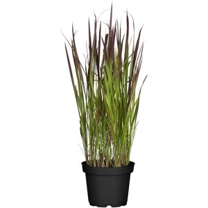 Japanisches Blutgras 'Red Baron' 19 cm Topf