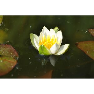 Zwergseerose 'Alba', 11x11 cm Topf