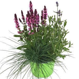Stauden-Trio 13 cm Topf