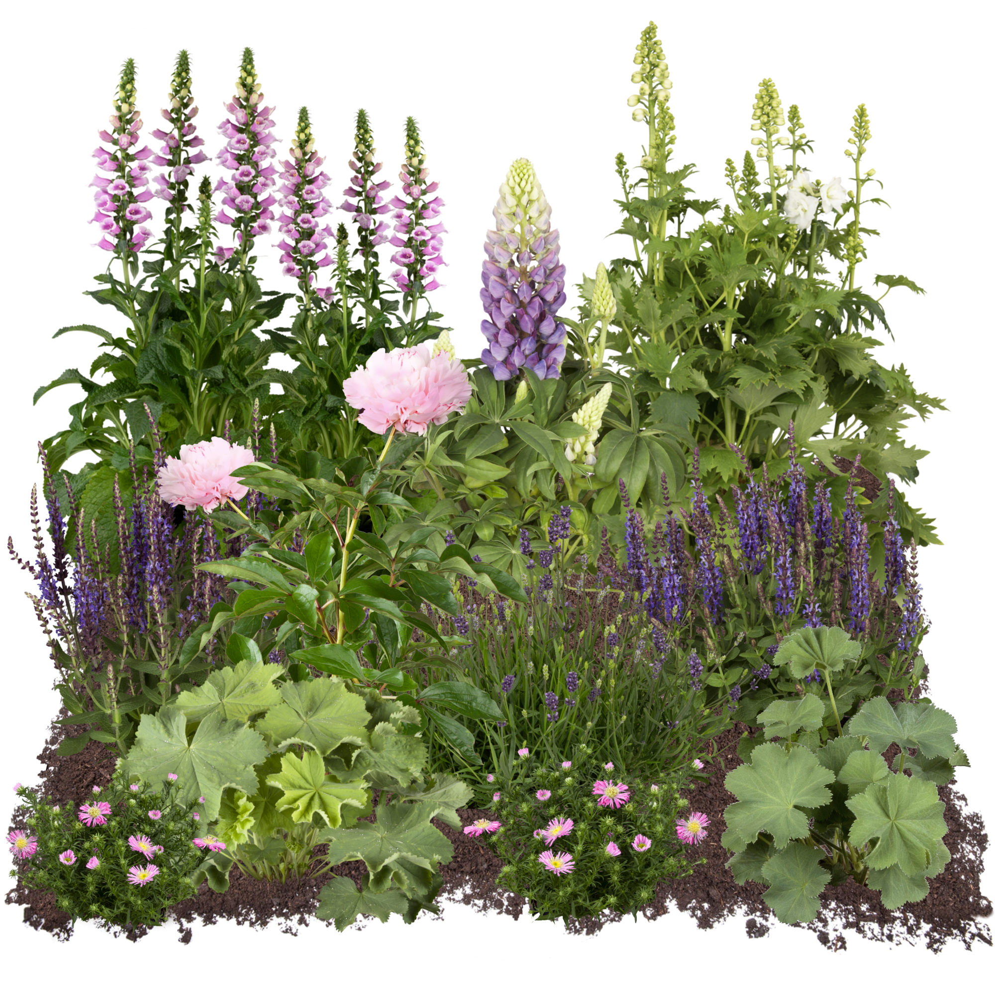 Staudenset 'Bauerngarten' 12 Pflanzen für 2 m²