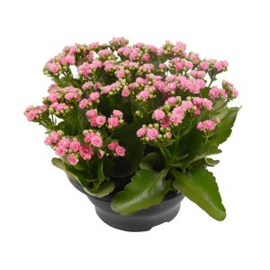Kalanchoe rosa 23 cm Schale