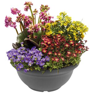 Staudenmix in der Schale Ø 25 cm