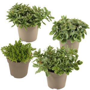 Fetthenne grünlaubig 10,5 cm Topf, 4er-Set