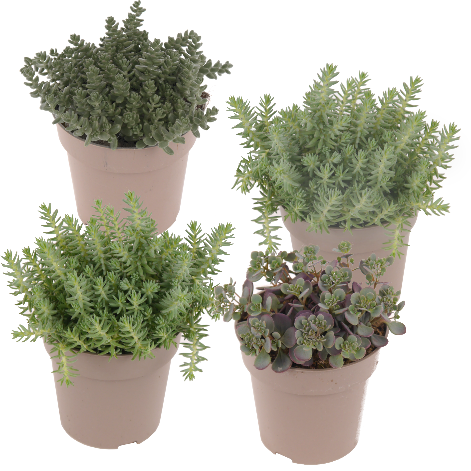 Fetthenne silberlaubig 10,5 cm Topf, 4er-Set