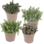 Fetthenne silberlaubig 10,5 cm Topf, 4er-Set