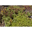 Fetthenne silberlaubig 10,5 cm Topf, 4er-Set