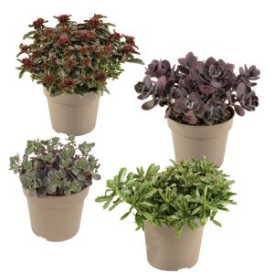 Fetthenne dunkellaubig 10,5 cm Topf, 4er-Set