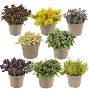 Fetthenne Farbmix 10,5 cm Topf, 8er-Set