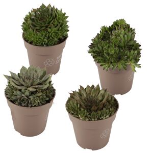 Hauswurz grünlaubig 10,5 cm Topf 4er-Set