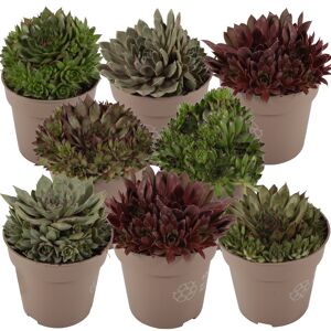 Hauswurz Farbmix 10,5 cm Topf 8er-Set