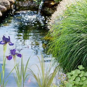 Wasserpflanzen-Mix 'Reinigungspflanzen' 6er-Set
