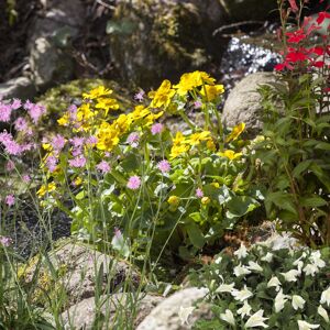 Wasserpflanzen-Mix 'Insektenfreundlich' 6er-Set