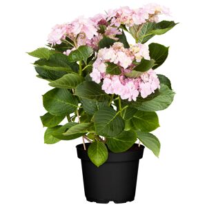 Hortensie 'Forever&Ever' verschiedene Farben 23 cm Topf