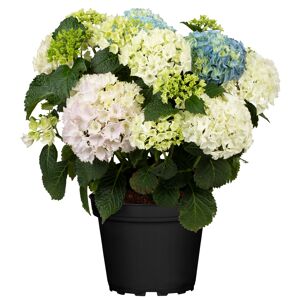 Solitär-Hortensie Trio 25 cm Topf
