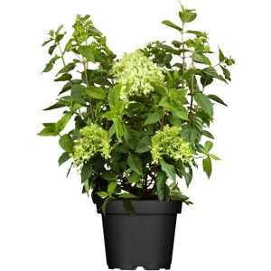 Rispenhortensie 'Little Lime®' grün/rosa 23 cm Topf