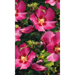 Garteneibisch rosa, 19 cm Topf