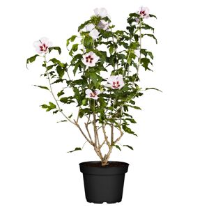 Garteneibisch zweifarbig 19 cm Topf