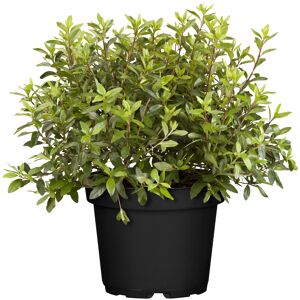 Japanische Azalee 'Geisha' rosa 17 cm Topf