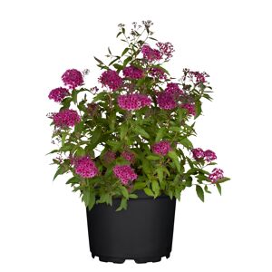 Zwergspiere Busch rot 19 cm Topf