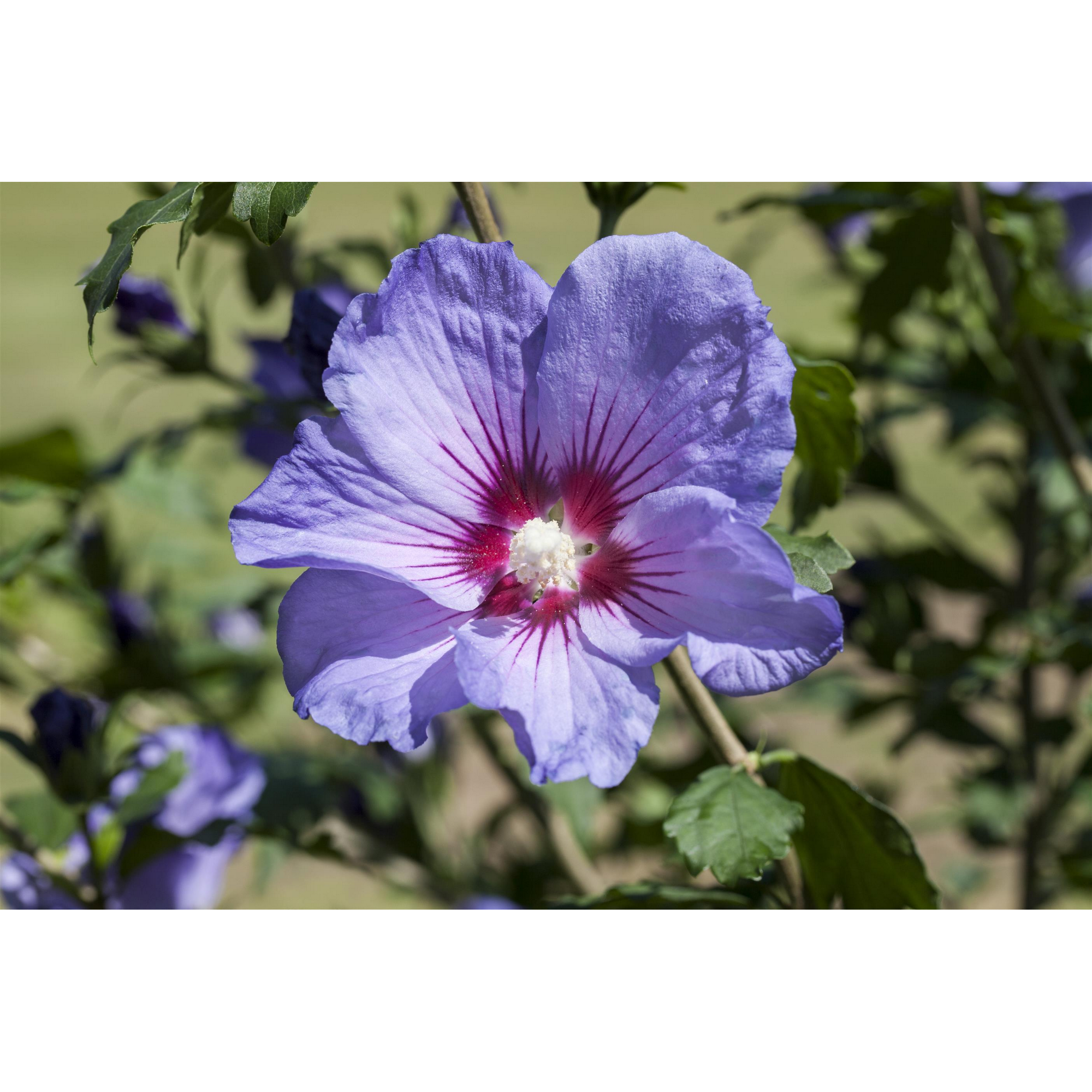 Hibiskus blau 19 cm Topf
