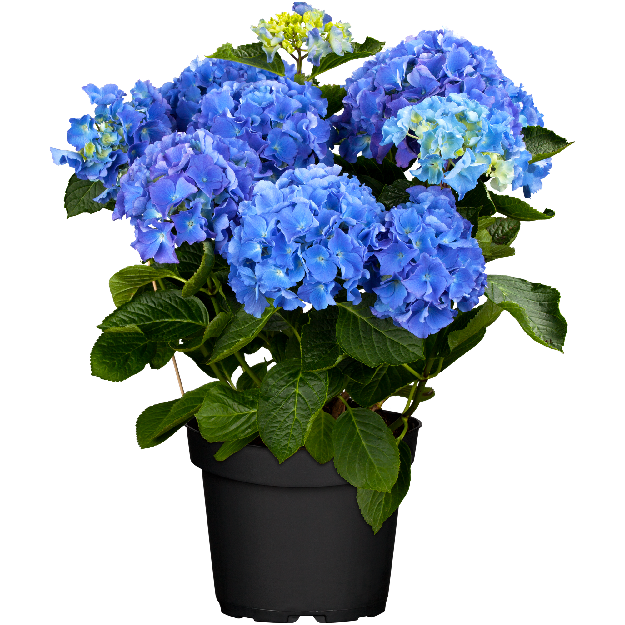 Gartenhortensie mit 10-12 Dolden verschiedene Farben 23 cm Topf