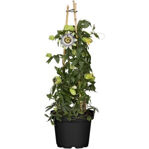 Blaue Passionsblume 14 cm Topf