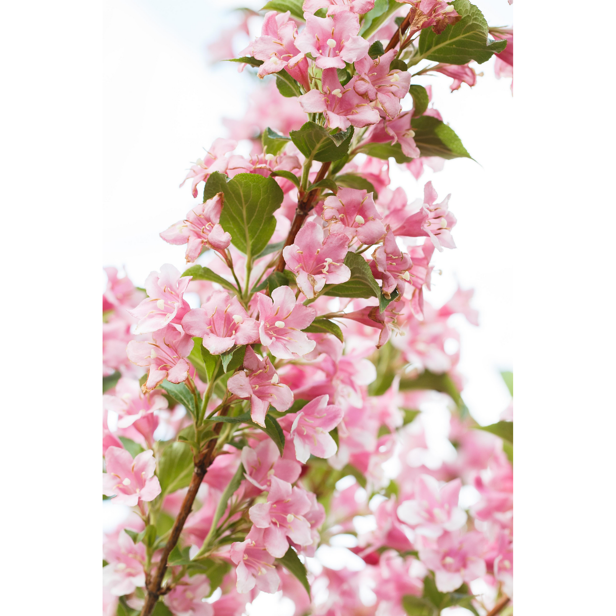 Zwerg-Weigelie 'Pink Poppet' 19 cm Topf