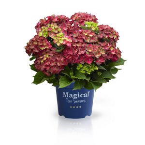 Hortensie 'Magical Ruby Tuesday®', Topf Ø 23 cm