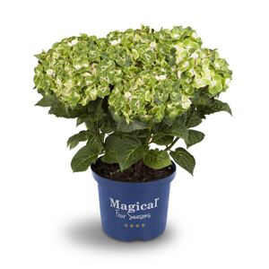 Hortensie 'Magical Noblesse®', Topf Ø 23 cm