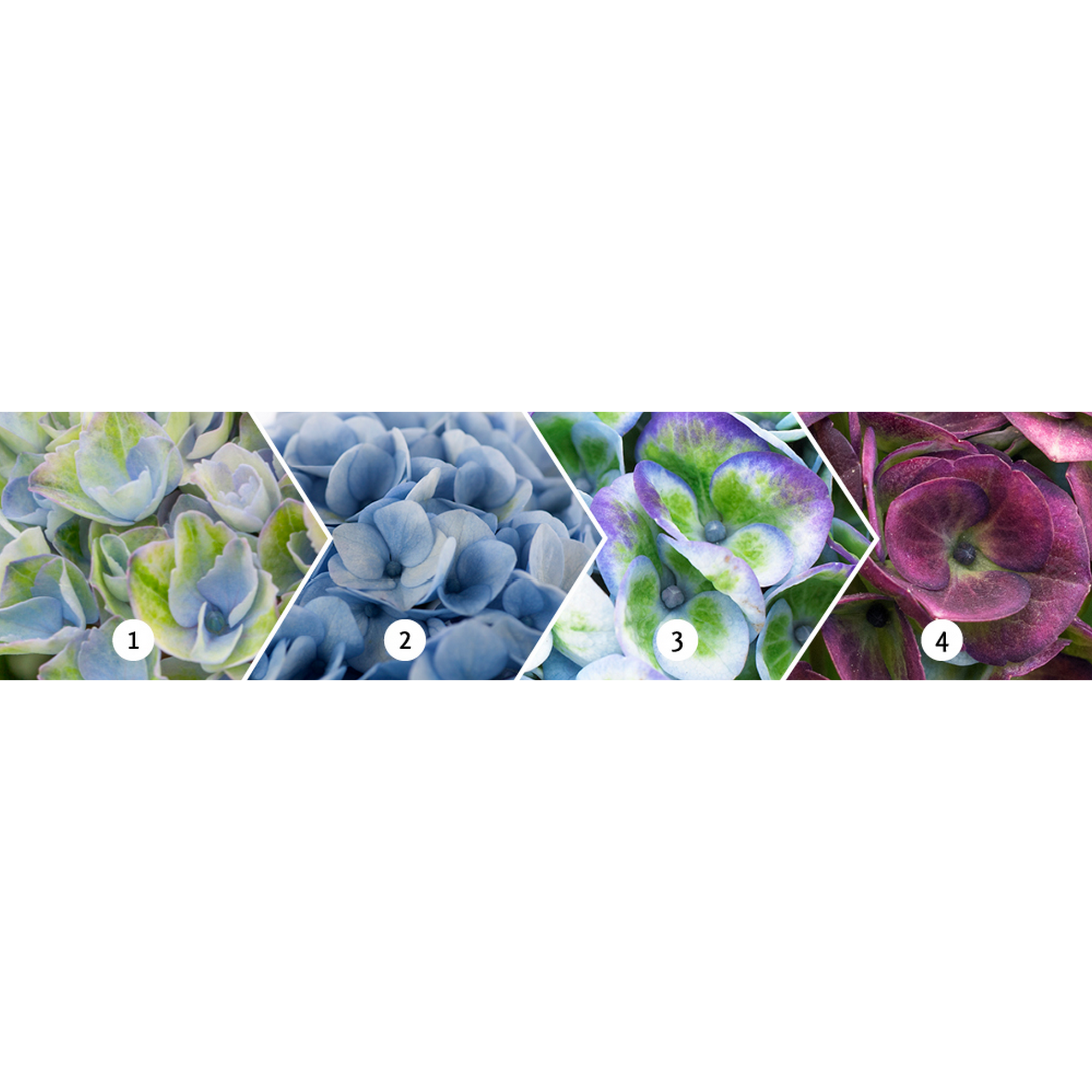 Hortensie 'Magical Revolution® blau', Topf Ø 23 cm