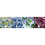 Hortensie 'Magical Revolution® blau', Topf Ø 23 cm