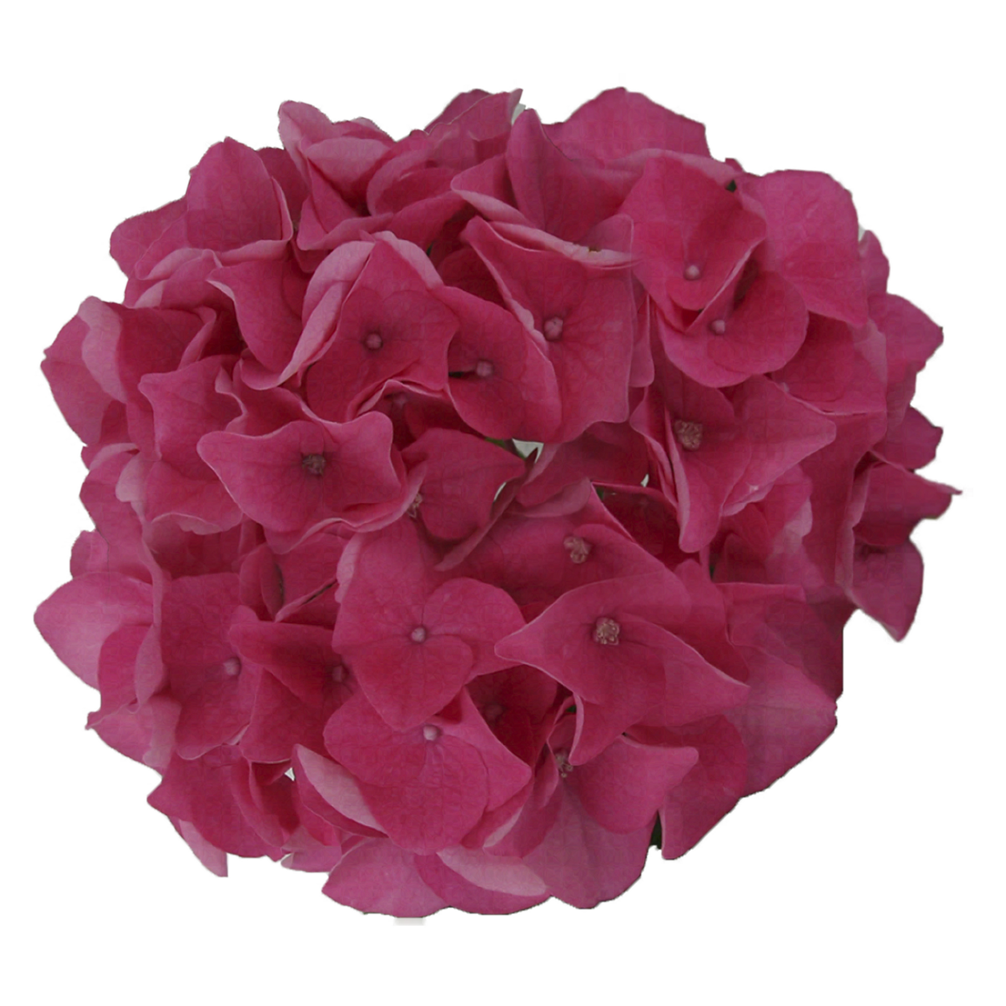 Hortensie 'Music Collection Pink Pop®', Topf Ø 23 cm